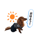 カニンヘンダックスのくるみちゃん②（個別スタンプ：7）