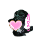 黒パグプー（個別スタンプ：2）