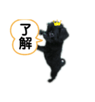 黒パグプー（個別スタンプ：3）