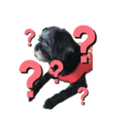 黒パグプー（個別スタンプ：6）