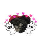黒パグプー（個別スタンプ：7）
