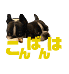 ナツレオスタンプ（個別スタンプ：3）