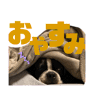 ナツレオスタンプ（個別スタンプ：4）