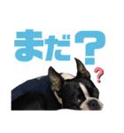 ナツレオスタンプ（個別スタンプ：17）