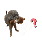 愛犬ram（個別スタンプ：1）
