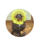 愛犬ram（個別スタンプ：2）