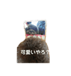 愛犬ram（個別スタンプ：4）
