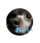 愛犬ram（個別スタンプ：5）