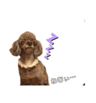 愛犬ram（個別スタンプ：6）