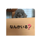 愛犬ram（個別スタンプ：8）