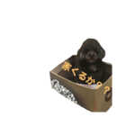 愛犬ram（個別スタンプ：9）