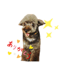 愛犬ram（個別スタンプ：10）