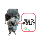 愛犬ram（個別スタンプ：11）