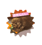 愛犬ram（個別スタンプ：12）