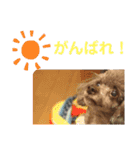 愛犬ram（個別スタンプ：14）