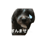 愛犬ram（個別スタンプ：16）