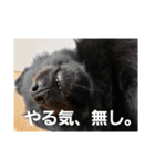 僕、しし丸。パート3（個別スタンプ：3）