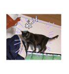 RINO‘s stamp（個別スタンプ：14）