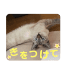ぷりんすの日常②（個別スタンプ：12）