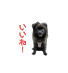 かぶのすたんぷ（日常会話）（個別スタンプ：3）