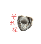 かぶのすたんぷ（日常会話）（個別スタンプ：9）