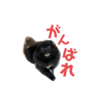 かぶのすたんぷ（日常会話）（個別スタンプ：10）