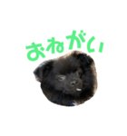 かぶのすたんぷ（日常会話）（個別スタンプ：11）