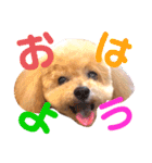 トイプードルのぷーと君（個別スタンプ：1）