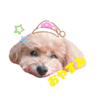 トイプードルのぷーと君（個別スタンプ：2）