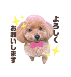 トイプードルのぷーと君（個別スタンプ：3）