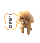 トイプードルのぷーと君（個別スタンプ：8）