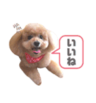 トイプードルのぷーと君（個別スタンプ：9）
