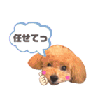 トイプードルのぷーと君（個別スタンプ：10）