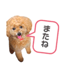 トイプードルのぷーと君（個別スタンプ：11）
