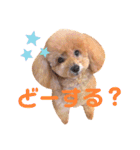 トイプードルのぷーと君（個別スタンプ：15）