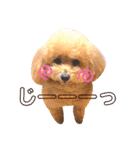トイプードルのぷーと君（個別スタンプ：16）
