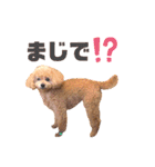 トイプードルのぷーと君（個別スタンプ：18）