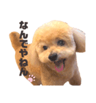 トイプードルのぷーと君（個別スタンプ：19）