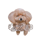 トイプードルのぷーと君（個別スタンプ：21）