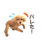 トイプードルのぷーと君（個別スタンプ：22）