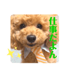 トイプードルのぷーと君（個別スタンプ：31）