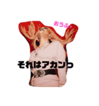 DQアンジェリーナ・じゅり子（個別スタンプ：12）