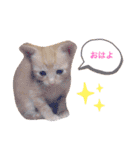 まろん！！！（個別スタンプ：1）