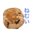 まろん！！！（個別スタンプ：4）