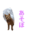 まろん！！！（個別スタンプ：9）