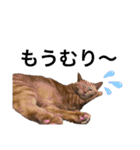 まろん！！！（個別スタンプ：11）