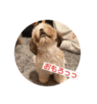 らんらんらんぷ（個別スタンプ：4）