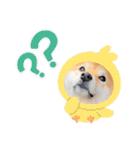 柴犬 こさめ1（個別スタンプ：1）