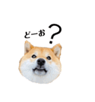 柴犬 こさめ1（個別スタンプ：2）