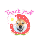 柴犬 こさめ1（個別スタンプ：3）
